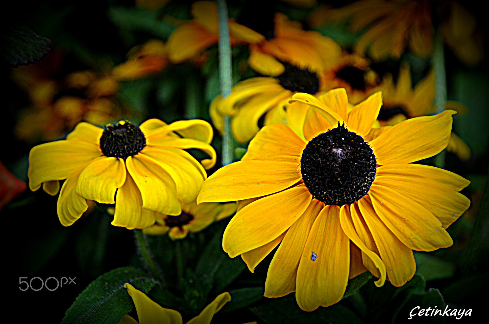 Nikon D300S sample photo. Twın yellow photography