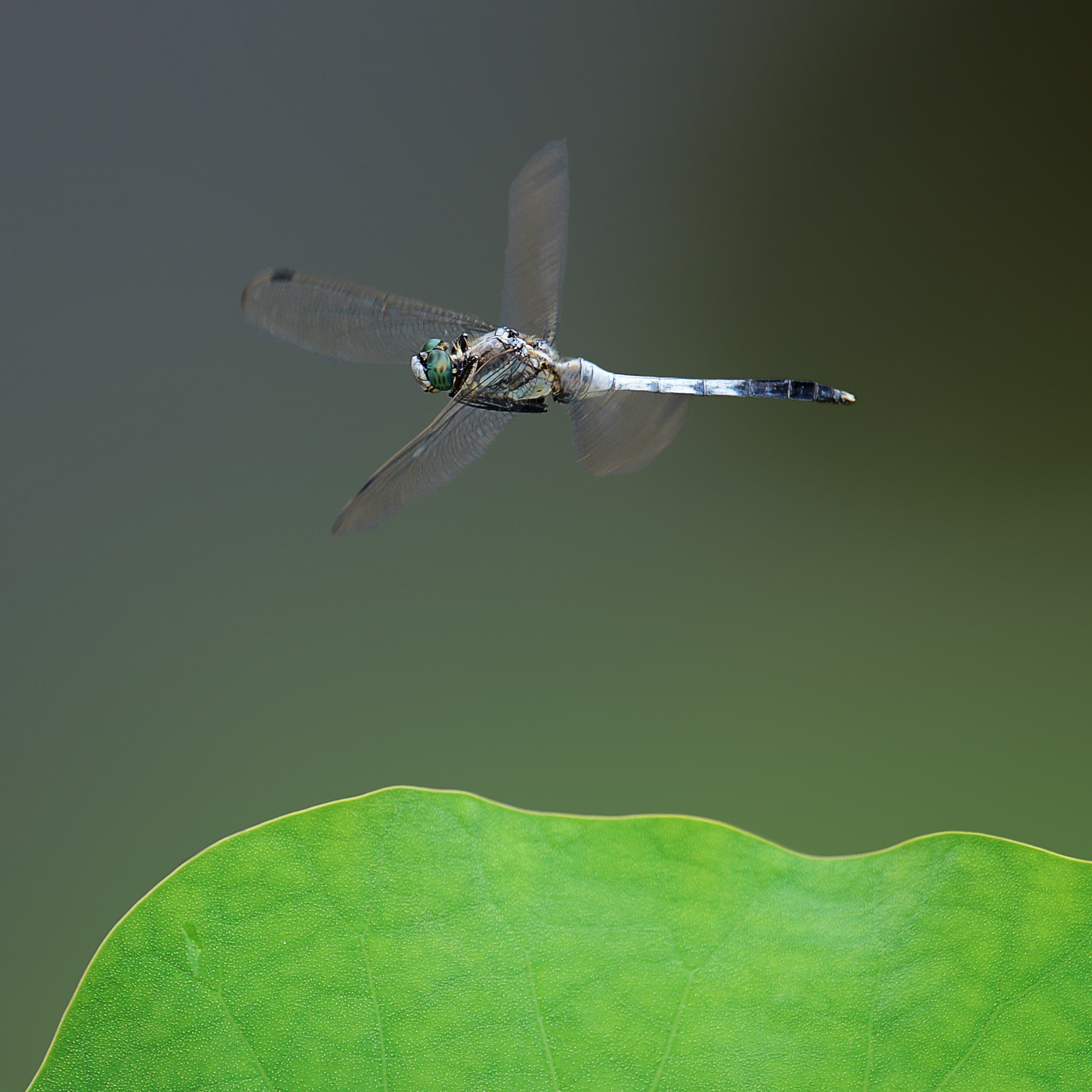 Sony a99 II + Sony 70-400mm F4-5.6 G SSM II sample photo. 盛夏 蜻蜓 空中飞过 photography