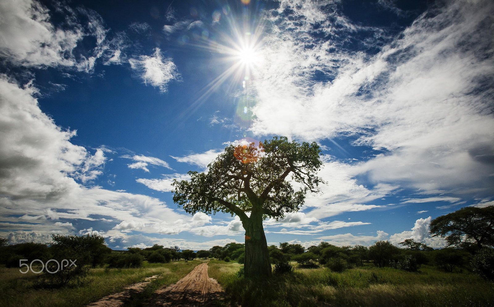 Canon EOS 5D + Canon EF 16-35mm F2.8L USM sample photo. Baobab backlit in african savannah photography