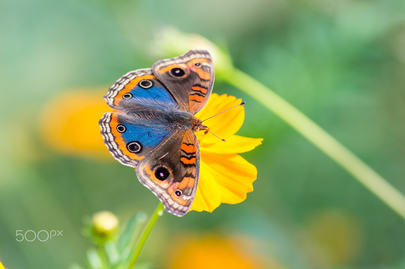 Canon EOS 650D (EOS Rebel T4i / EOS Kiss X6i) sample photo. Colorful butterfly photography
