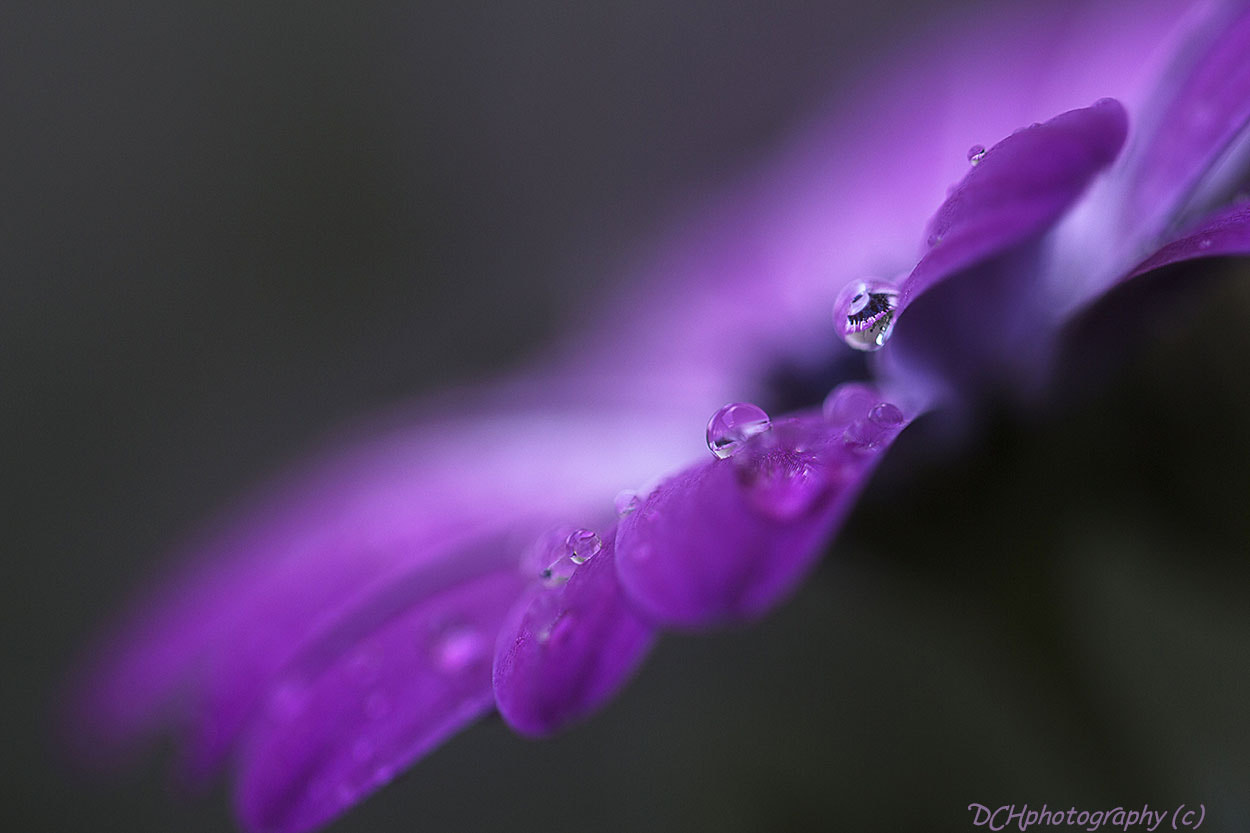 Canon EF 100mm F2.8L Macro IS USM sample photo. Reflection photography