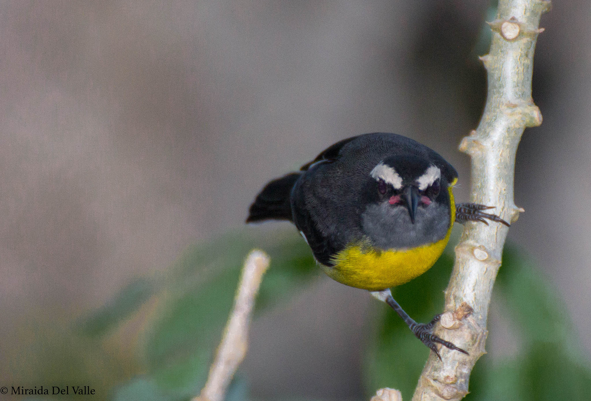 Tamron SP 35mm F1.8 Di VC USD sample photo. Reinita comun, bananaquit photography