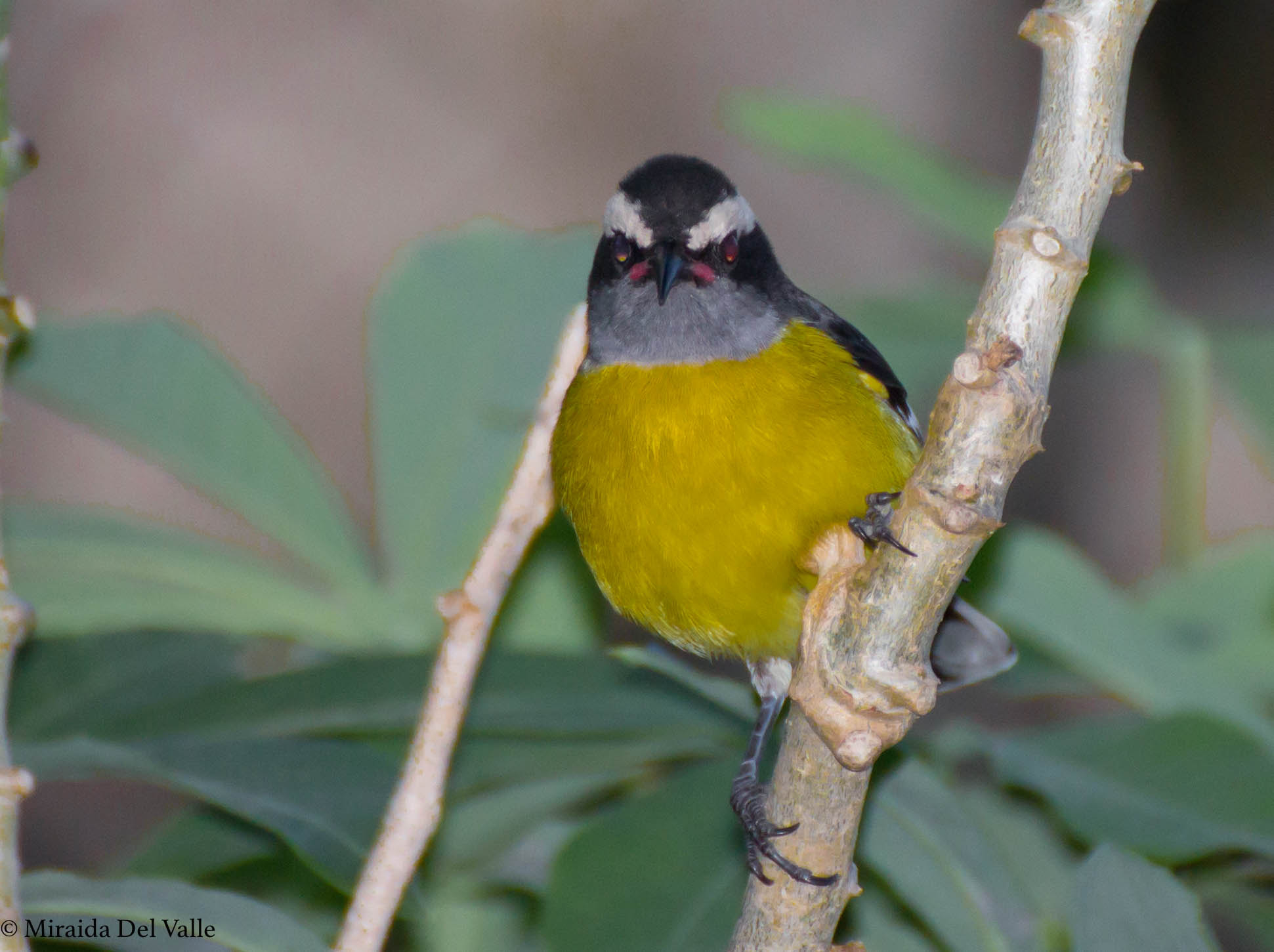 Tamron SP 35mm F1.8 Di VC USD sample photo. Reinita comun, bananaquit photography