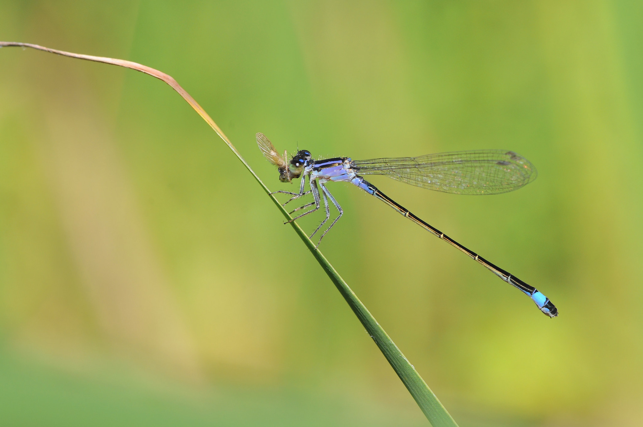 Nikon D300S + Sigma 105mm F2.8 EX DG Macro sample photo. Agrion avec sa proie photography