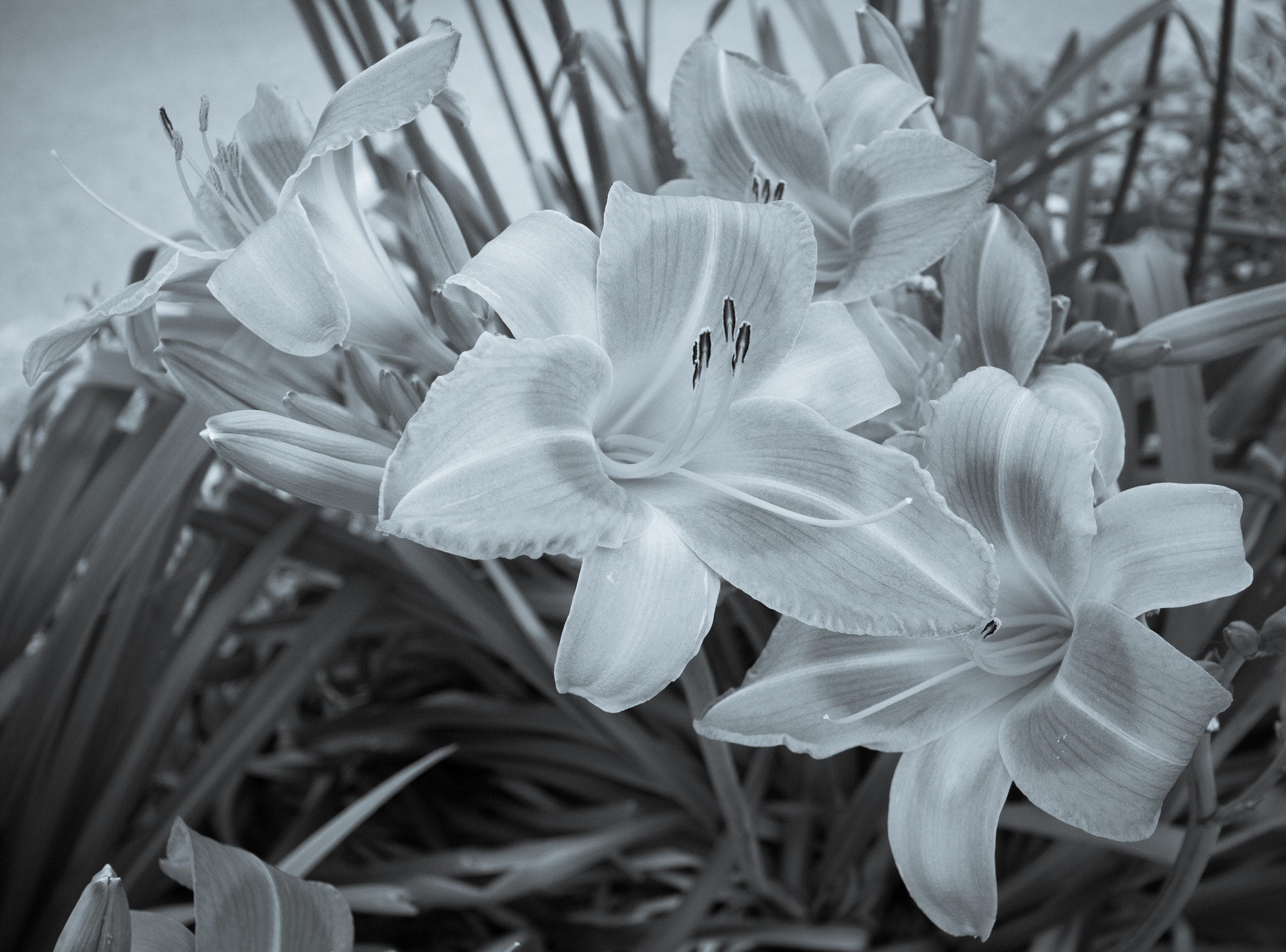 Canon EOS 760D (EOS Rebel T6s / EOS 8000D) sample photo. Bw cluster of lilies photography