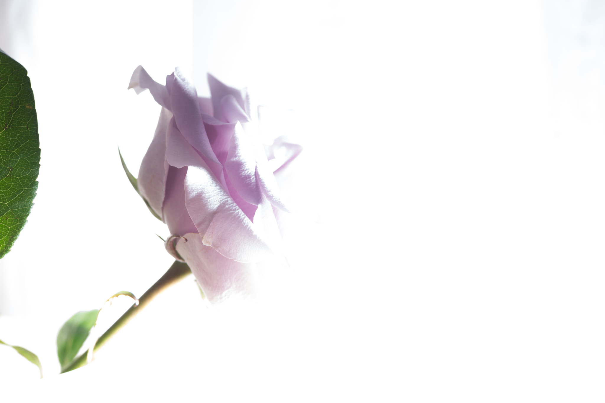 Sony Alpha DSLR-A850 + Minolta AF 100mm F2.8 Macro [New] sample photo. Flower photography