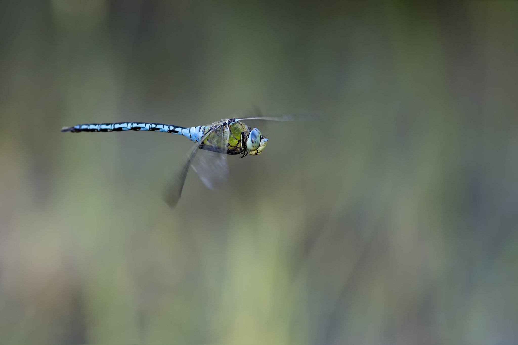 Canon EF 300mm F4L IS USM sample photo. Flight of the emperor photography