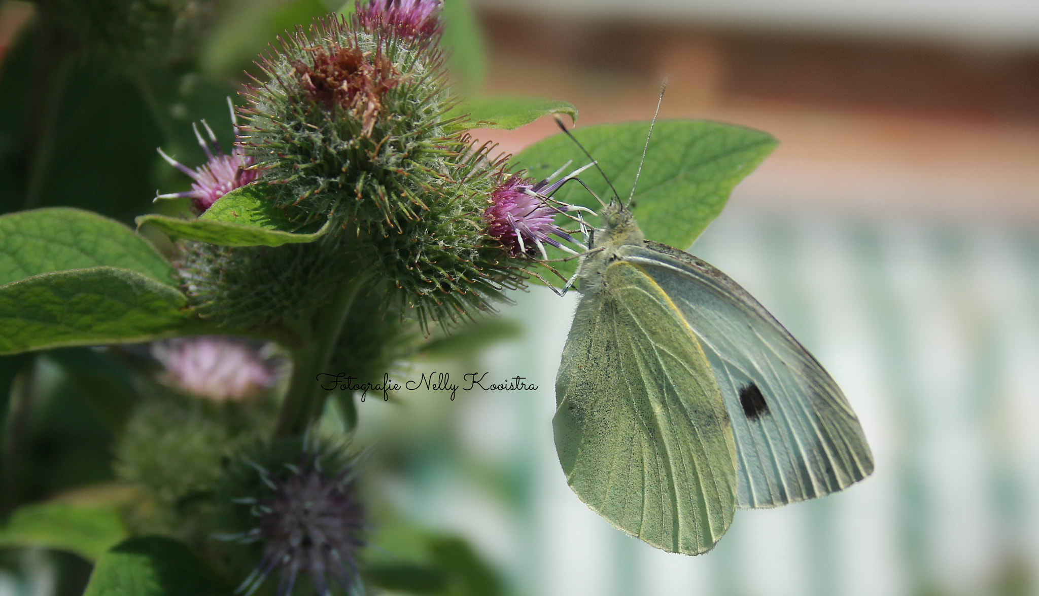 Canon EF-S 18-55mm F3.5-5.6 II sample photo. Cabbage butterfly photography