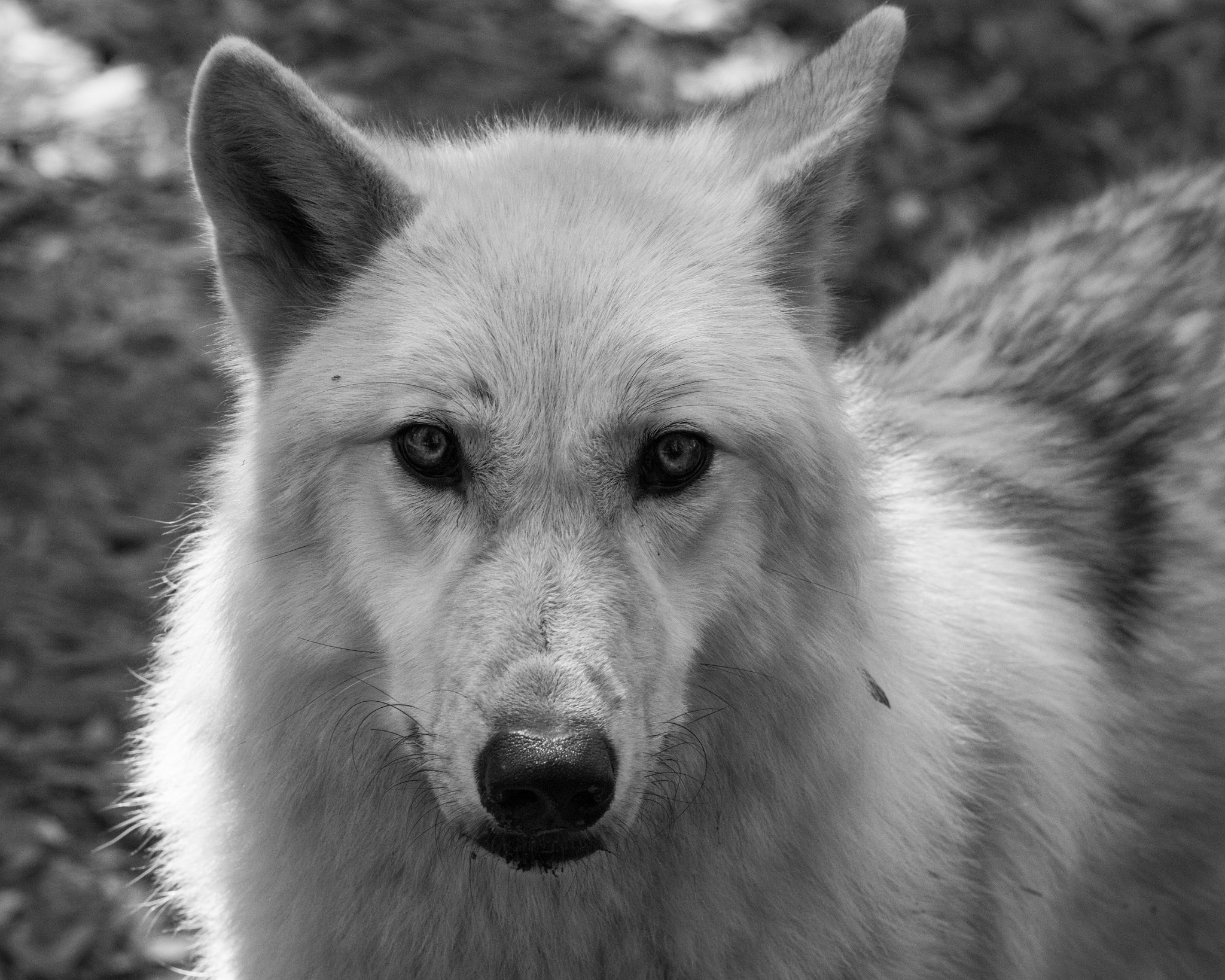 Canon EOS 70D + Canon EF 200mm f/2.8L sample photo. One man wolf pack photography