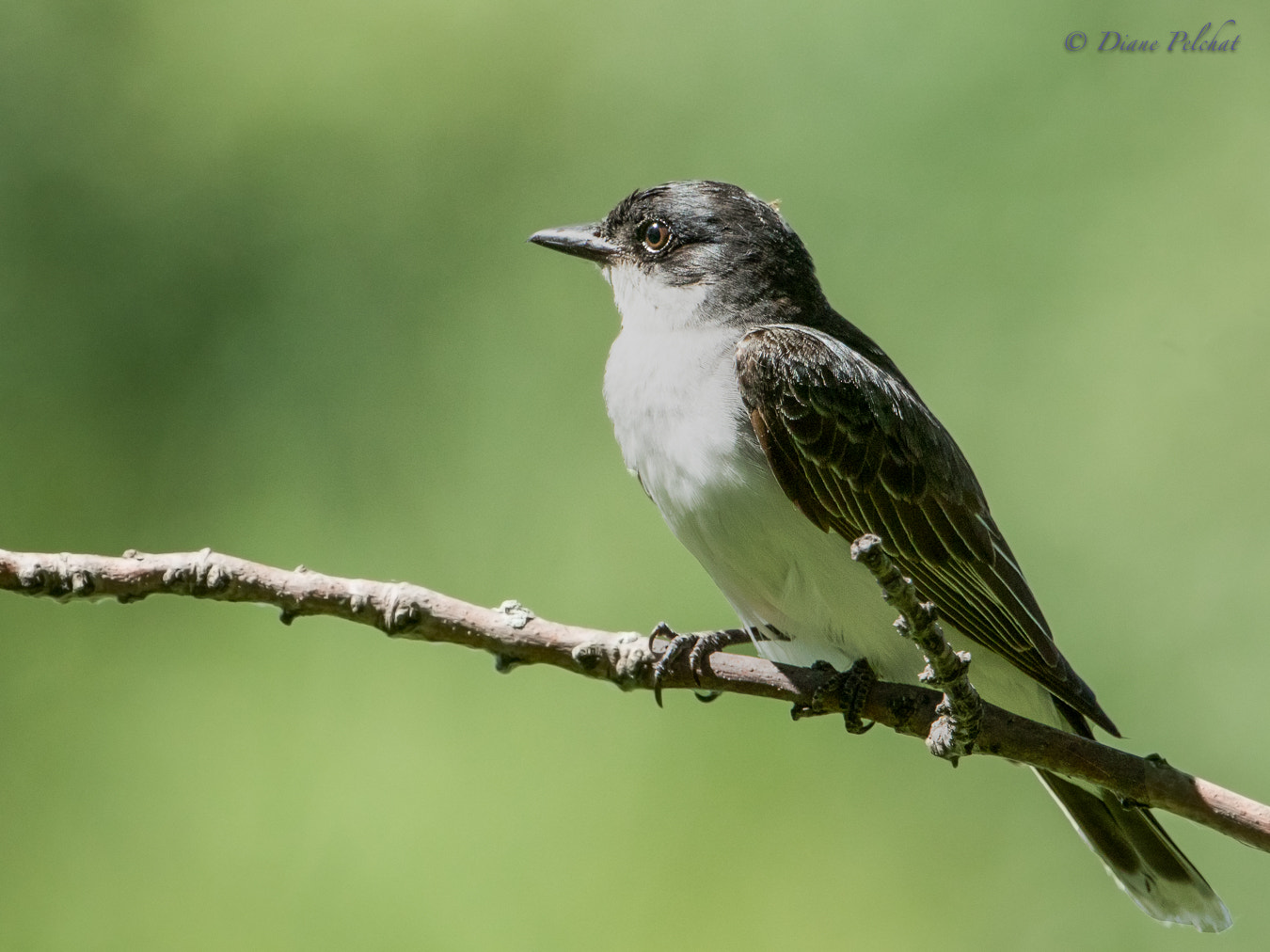 Canon EF 300mm F2.8L IS II USM sample photo. Eastern kingbird photography