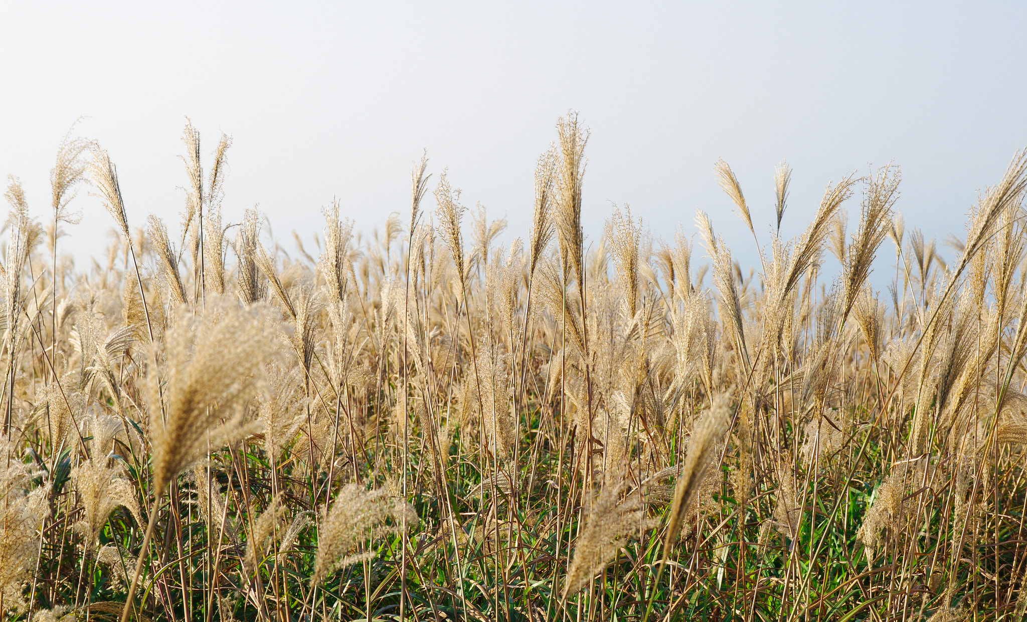 Pentax K-7 + Sigma 17-70mm F2.8-4 DC Macro OS HSM sample photo. Miscanthus photography