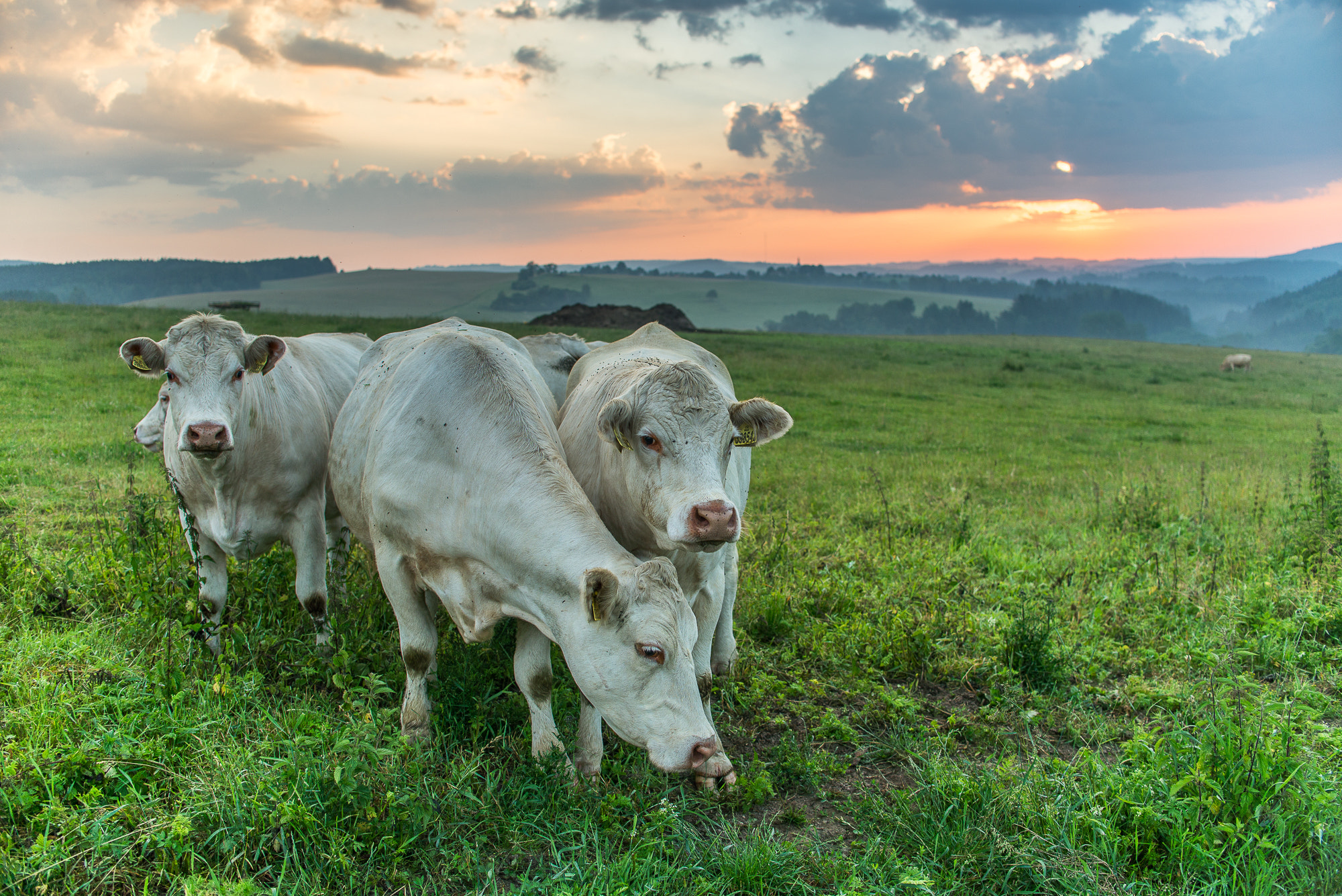 Nikon D600 sample photo. Morning pasture photography