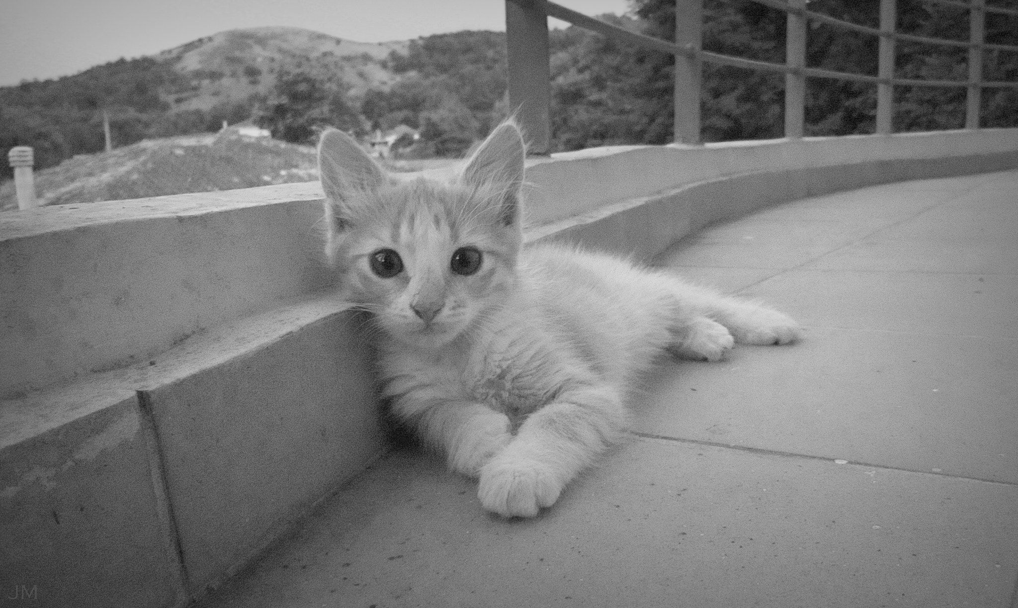 Canon POWERSHOT A3350 IS sample photo. White little friend photography