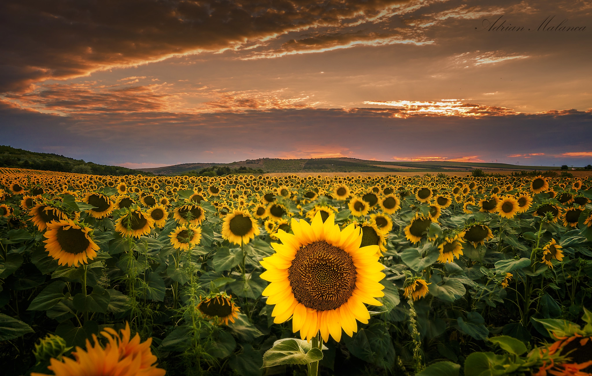 Sony Alpha NEX-6 + E 18mm F2.8 sample photo. Sunflower photography