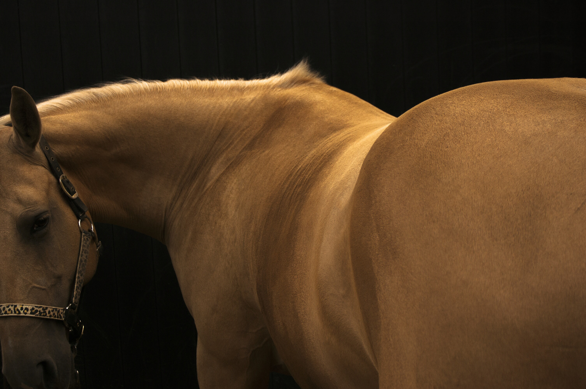 Nikon D50 sample photo. Grace photography