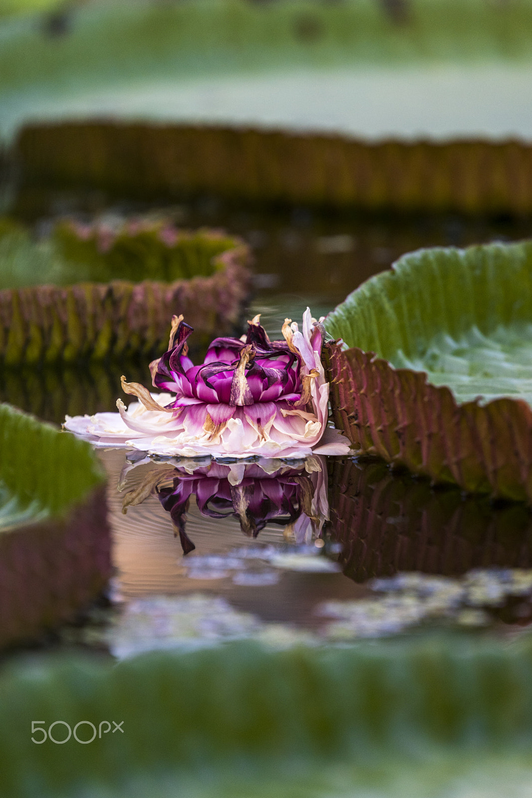 Sony ILCA-77M2 + Tamron SP 70-200mm F2.8 Di VC USD sample photo. Victoria amazonica photography