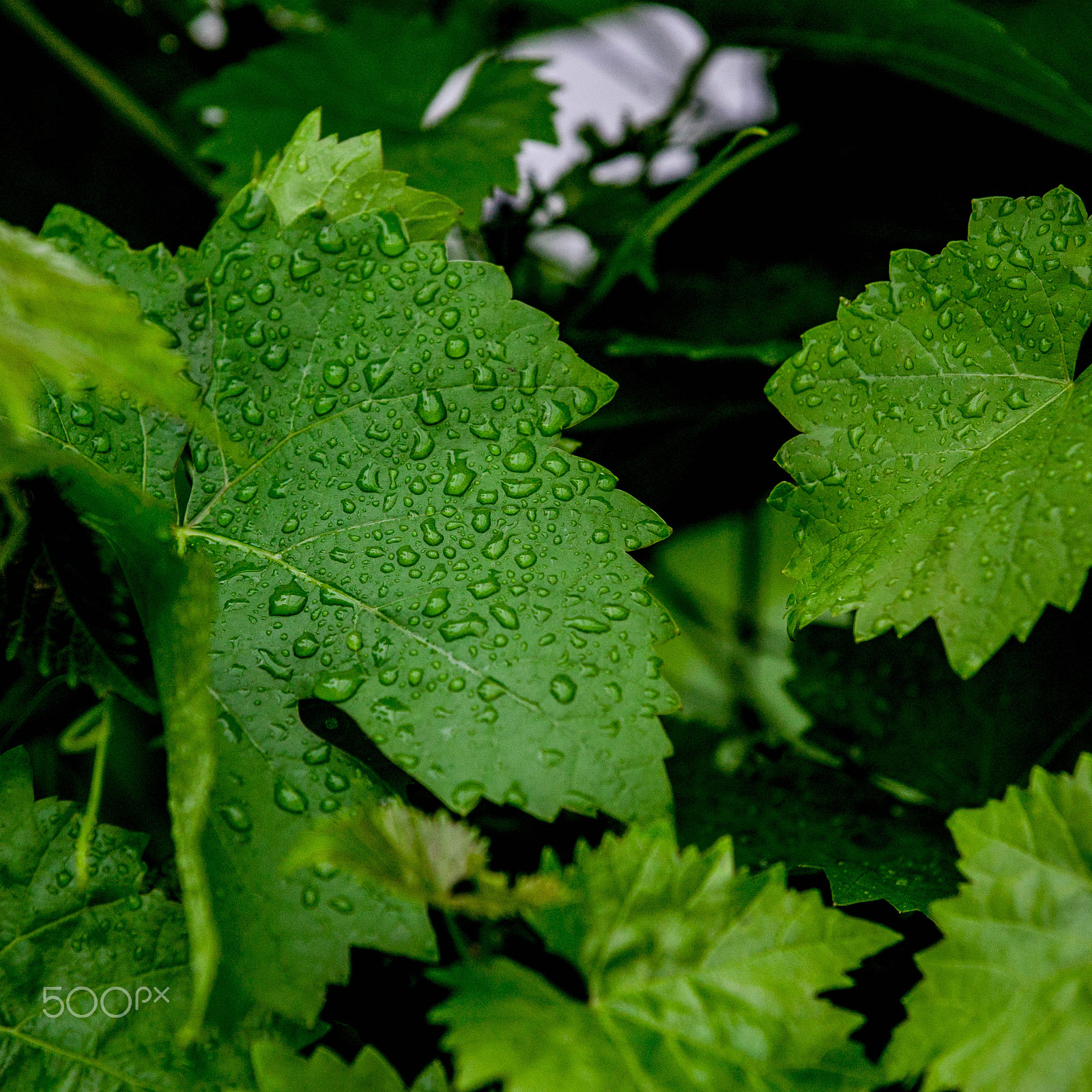 Canon EOS-1Ds sample photo. Raindrops photography