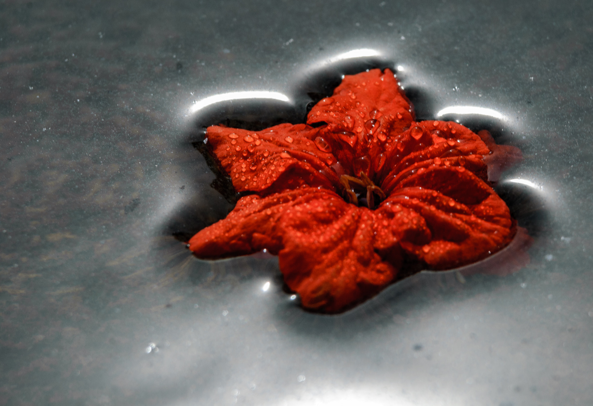 Nikon D40X sample photo. Floating flower. photography