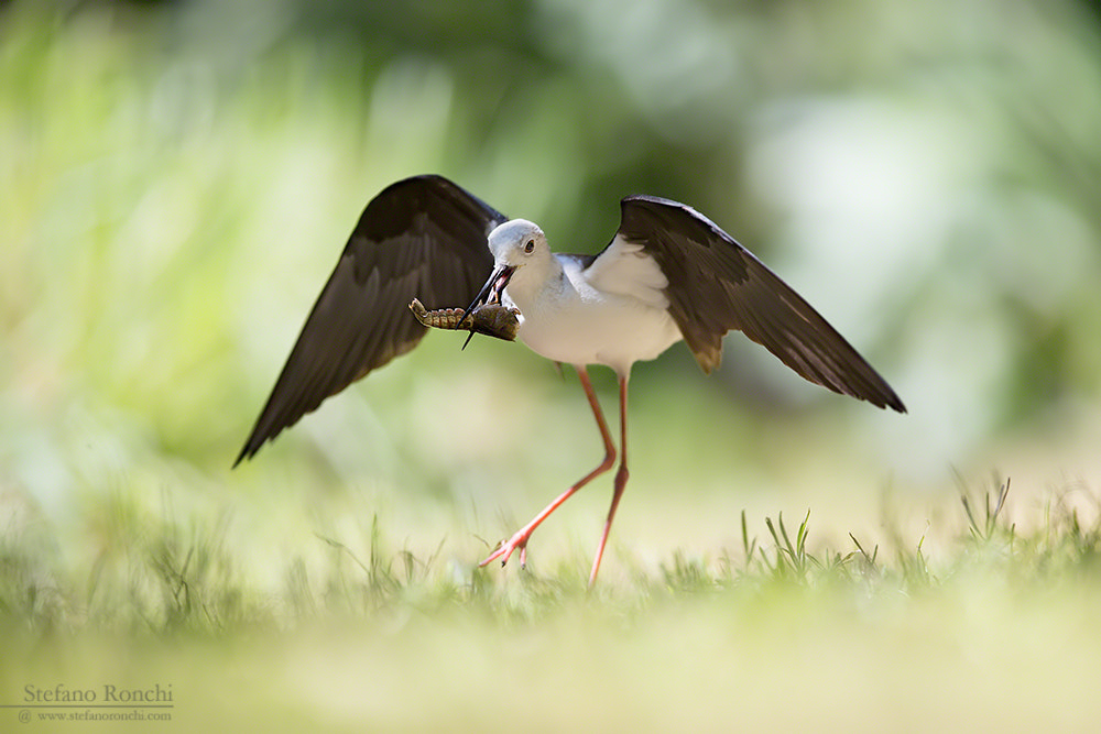 Canon EF 300mm F2.8L IS USM sample photo. I'm hungy photography