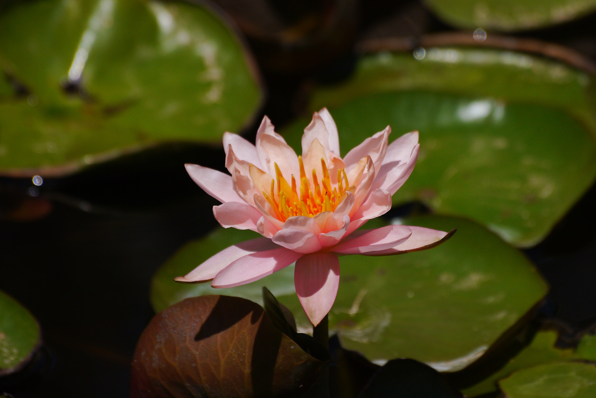 OLYMPUS DIGITAL 70mm-300mm Lens sample photo. Water lily bloom photography
