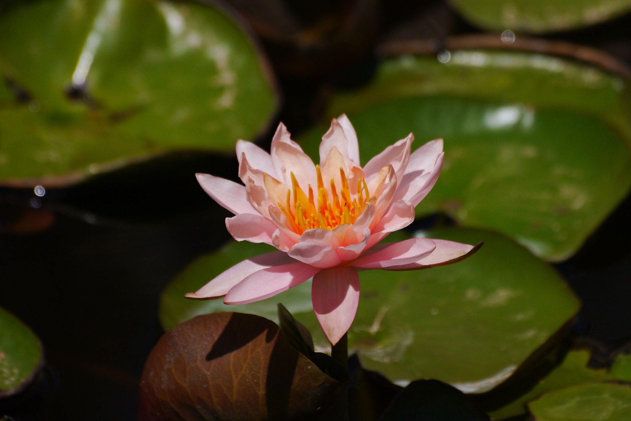 Panasonic Lumix DMC-G3 + OLYMPUS DIGITAL 70mm-300mm Lens sample photo. Water lily bloom photography
