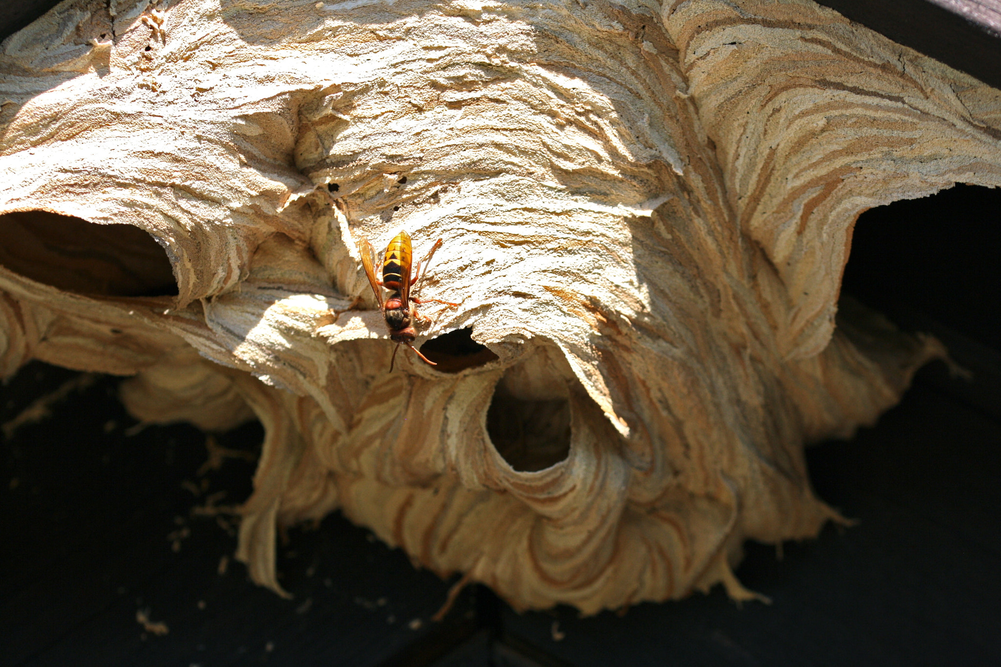 Sigma 105mm F2.8 EX DG OS HSM sample photo. Brandenburg - döberitzer heide photography
