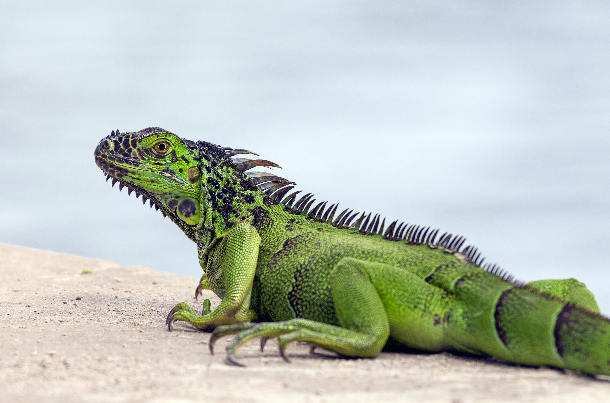 Canon EOS 6D + Canon EF 70-200mm F2.8L IS II USM sample photo. Iguana photography