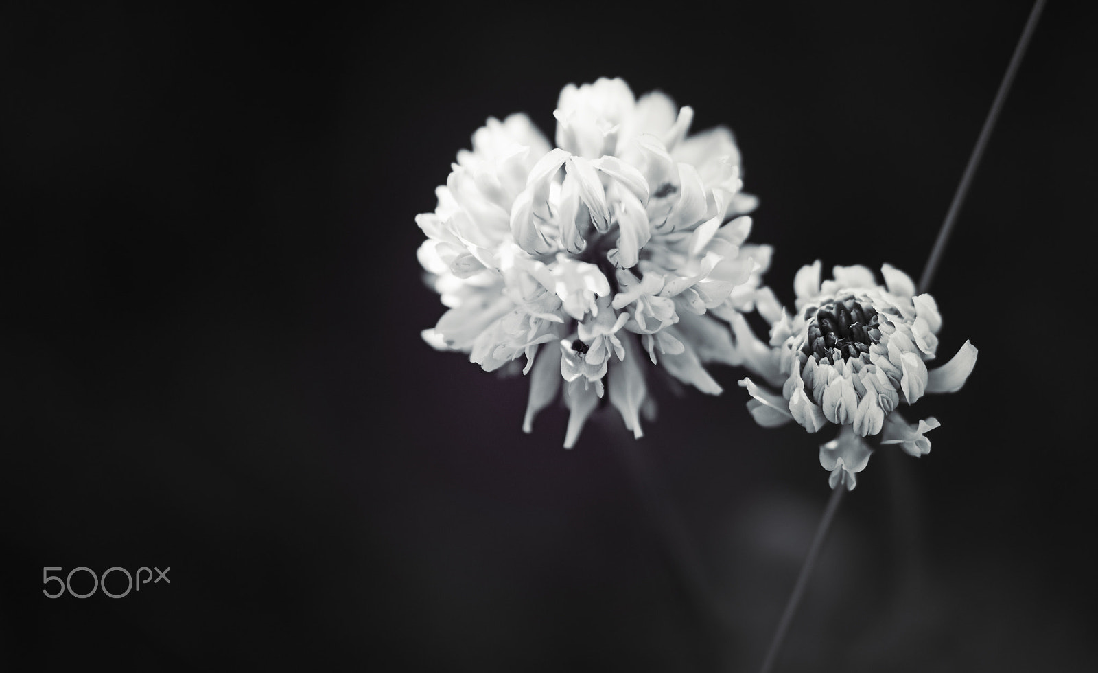 Samsung NX30 + Samsung NX 60mm F2.8 Macro ED OIS SSA sample photo. One day this all will be yours.. photography