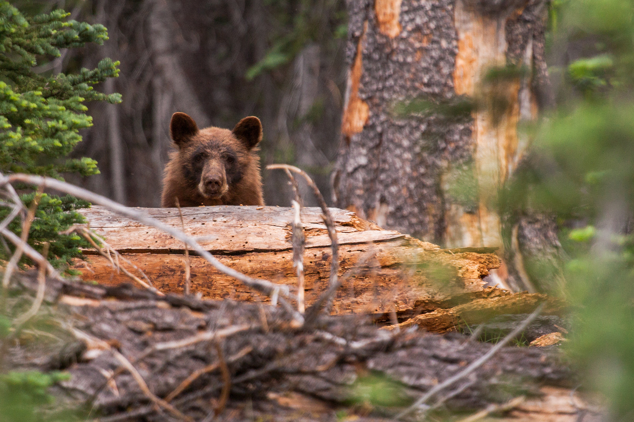 Canon EF 100-400mm F4.5-5.6L IS USM sample photo. Lassen park bear photography