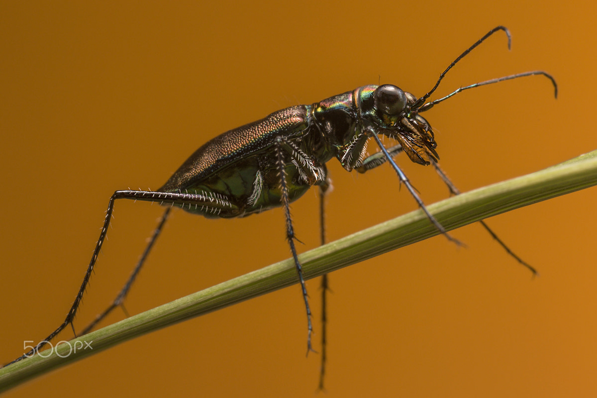 Canon MP-E 65mm F2.5 1-5x Macro Photo sample photo. Escarabajo tigre photography