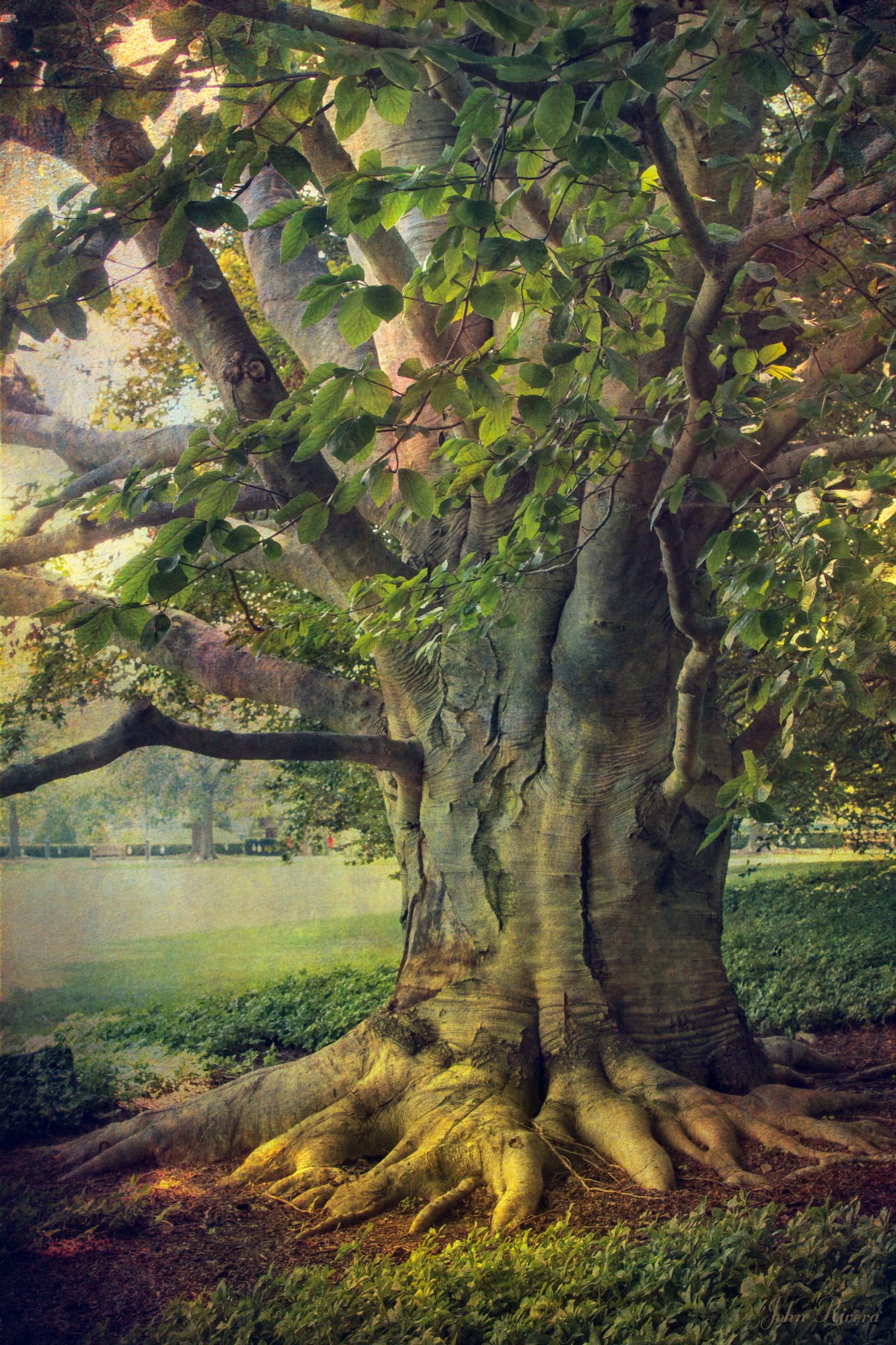 Canon EOS 760D (EOS Rebel T6s / EOS 8000D) sample photo. Tree of wisdom photography