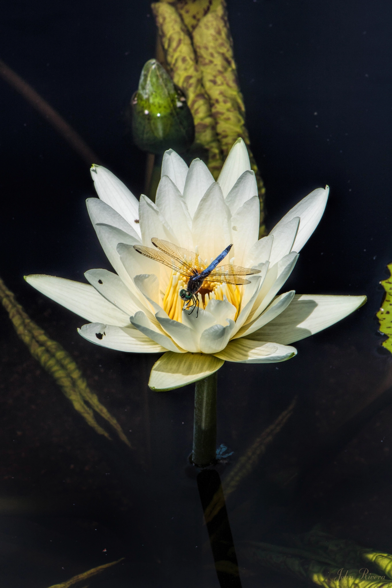 Canon EOS 760D (EOS Rebel T6s / EOS 8000D) + EF75-300mm f/4-5.6 sample photo. Dragon fly on lily photography