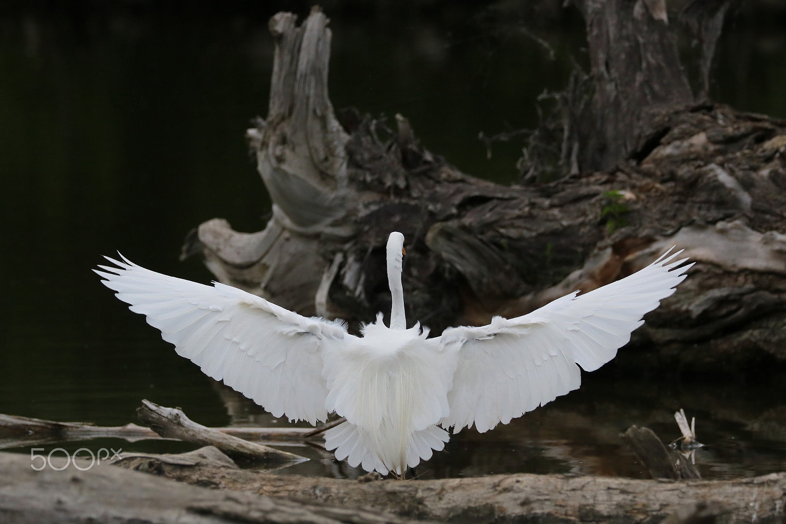 Canon EOS 760D (EOS Rebel T6s / EOS 8000D) sample photo. Great egret 02 photography