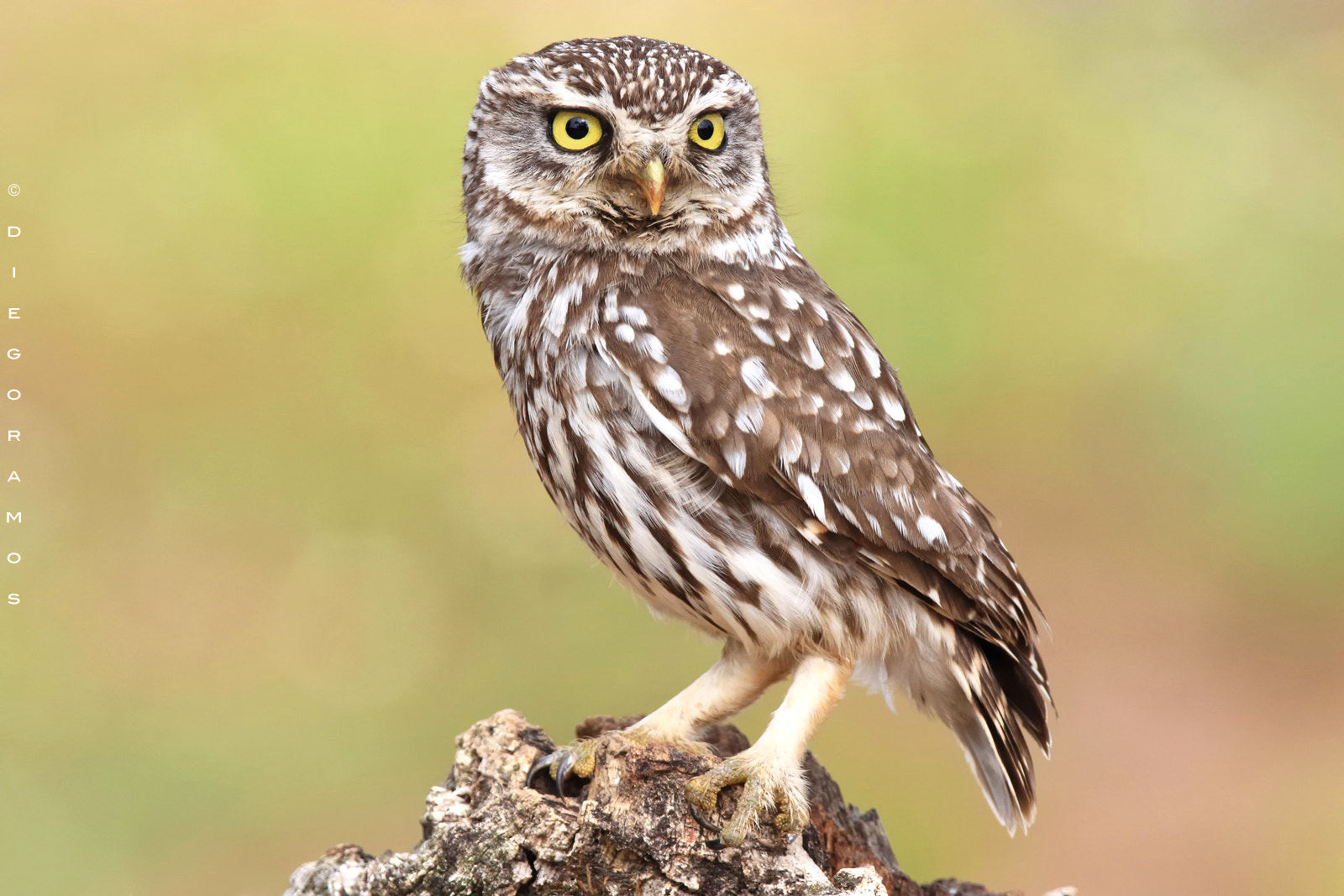 Canon EF 300mm F2.8L IS USM sample photo. Little owl portrait photography