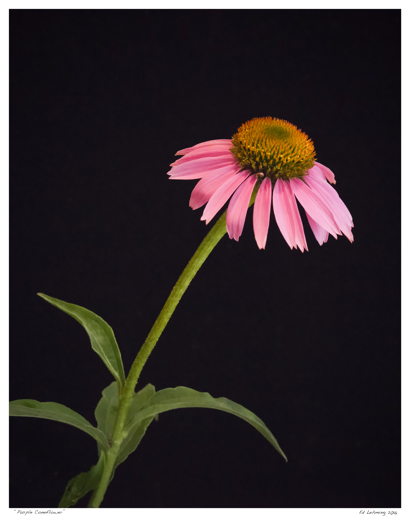 Tamron SP 70-200mm F2.8 Di VC USD sample photo. "purple coneflower" photography