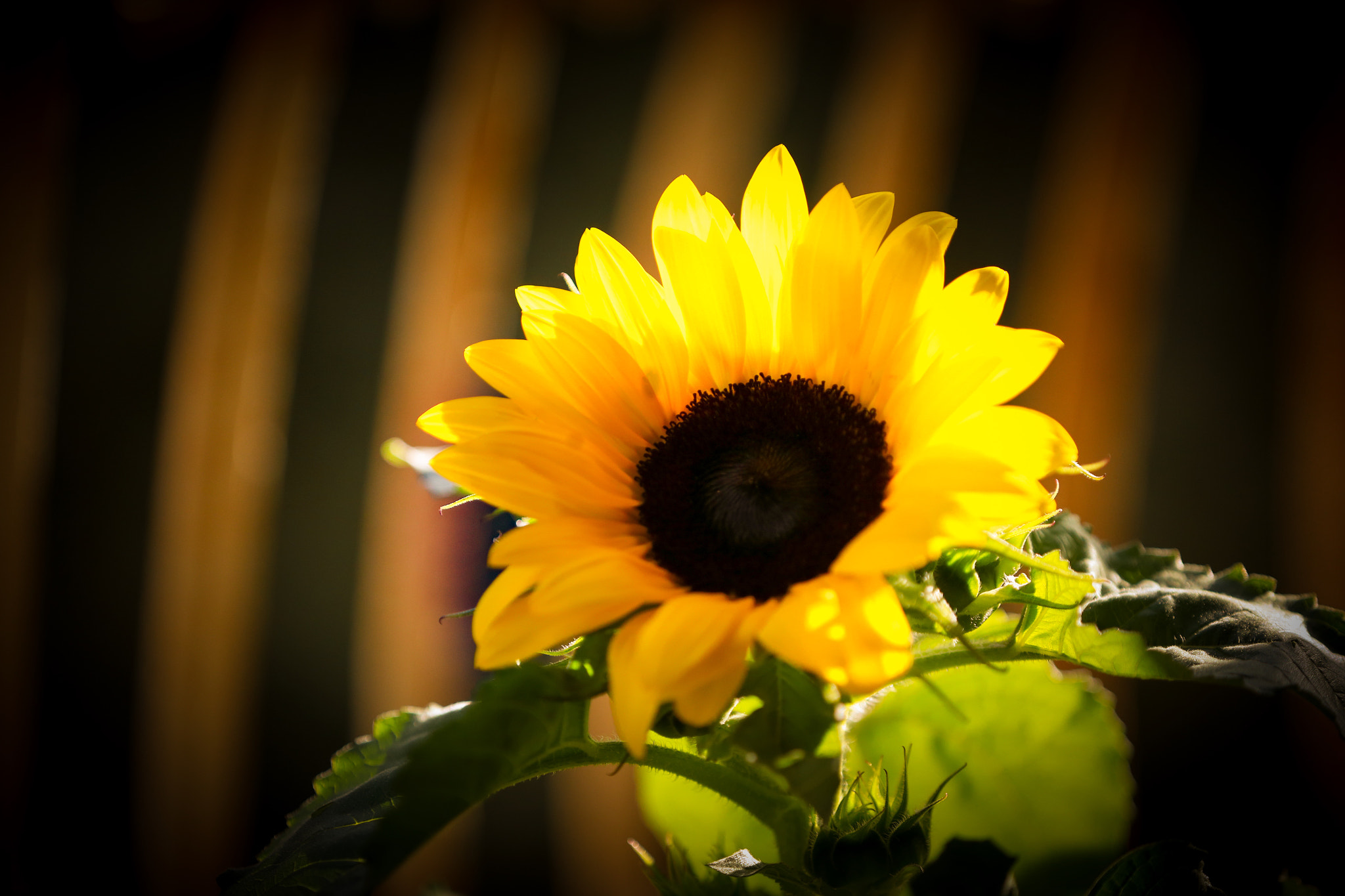 Canon EF 70-200mm F2.8L IS II USM sample photo. Il mio piccolo girasole photography