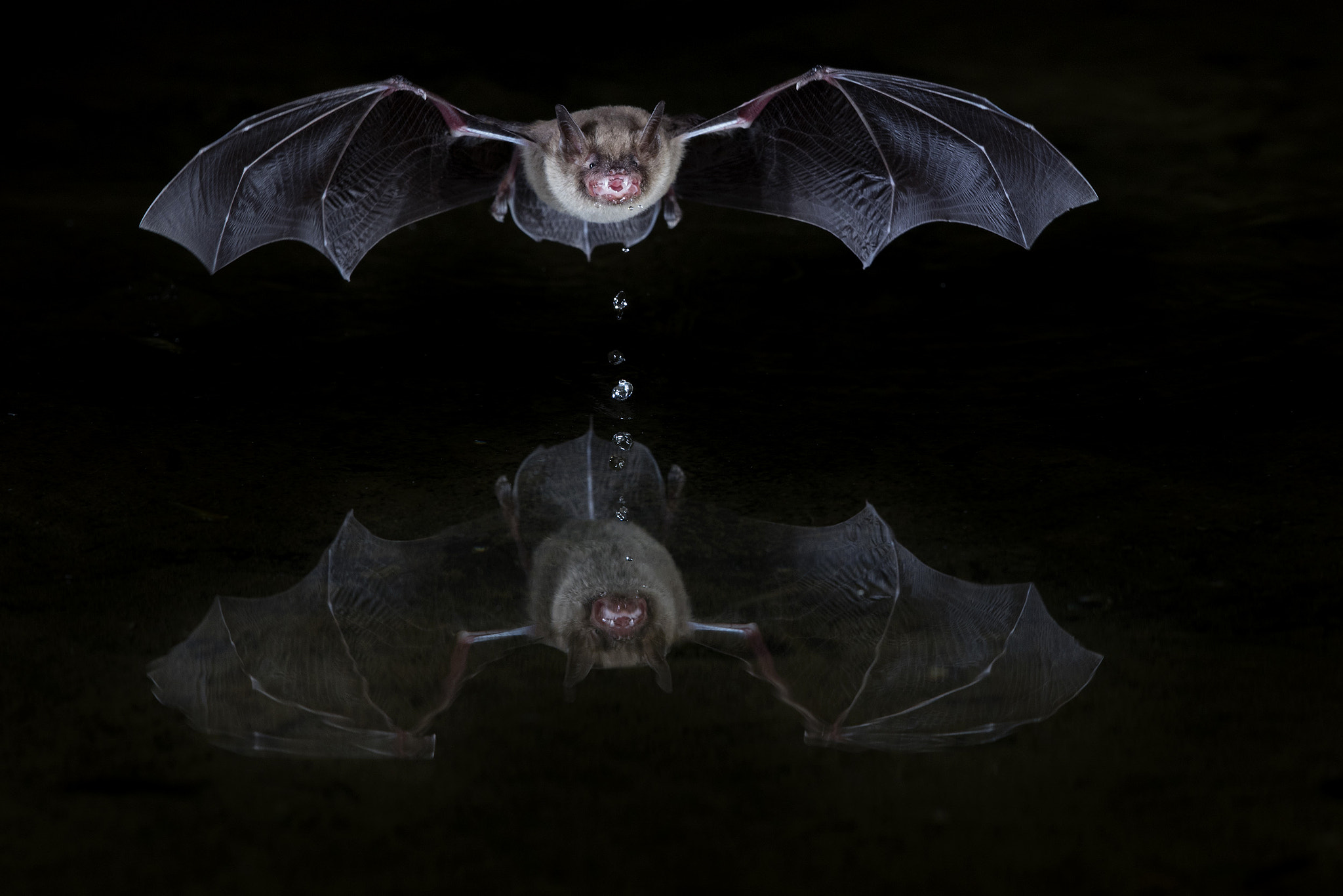 Canon EOS 5DS R + Canon EF 600mm F4L IS II USM sample photo. Thirsty bat photography