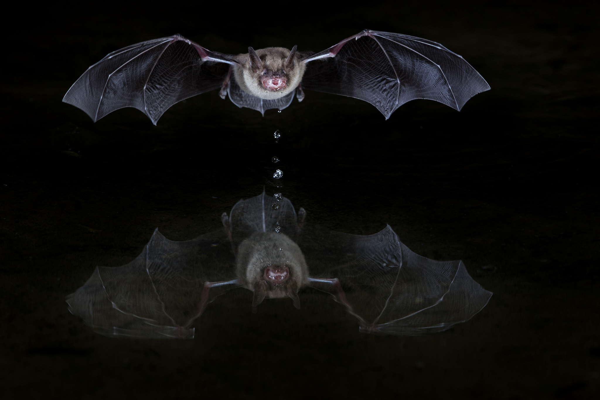 Canon EF 600mm F4L IS II USM sample photo. Thirsty bat photography