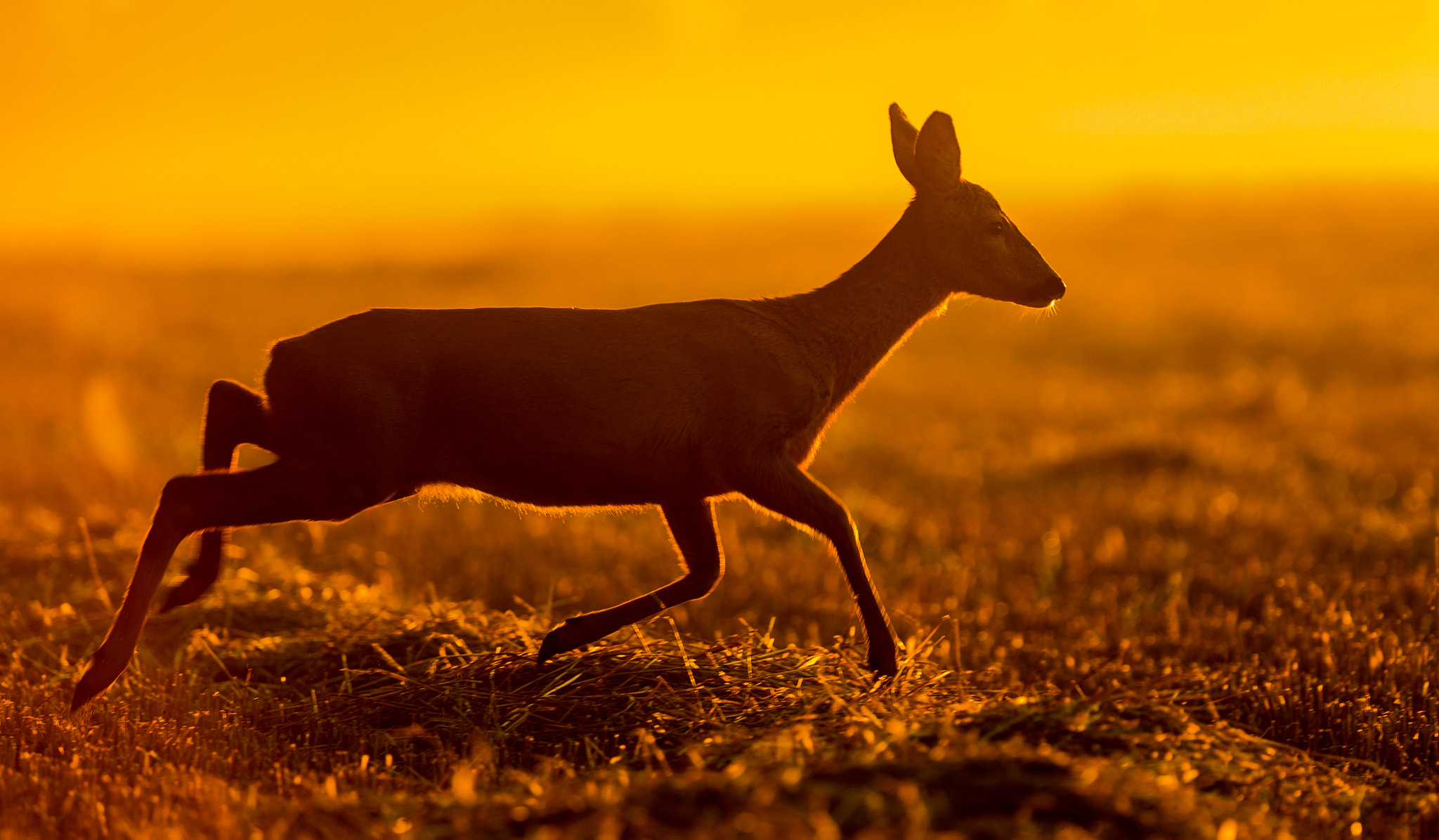 Canon EF 300mm F2.8L IS USM sample photo. Roedeer photography
