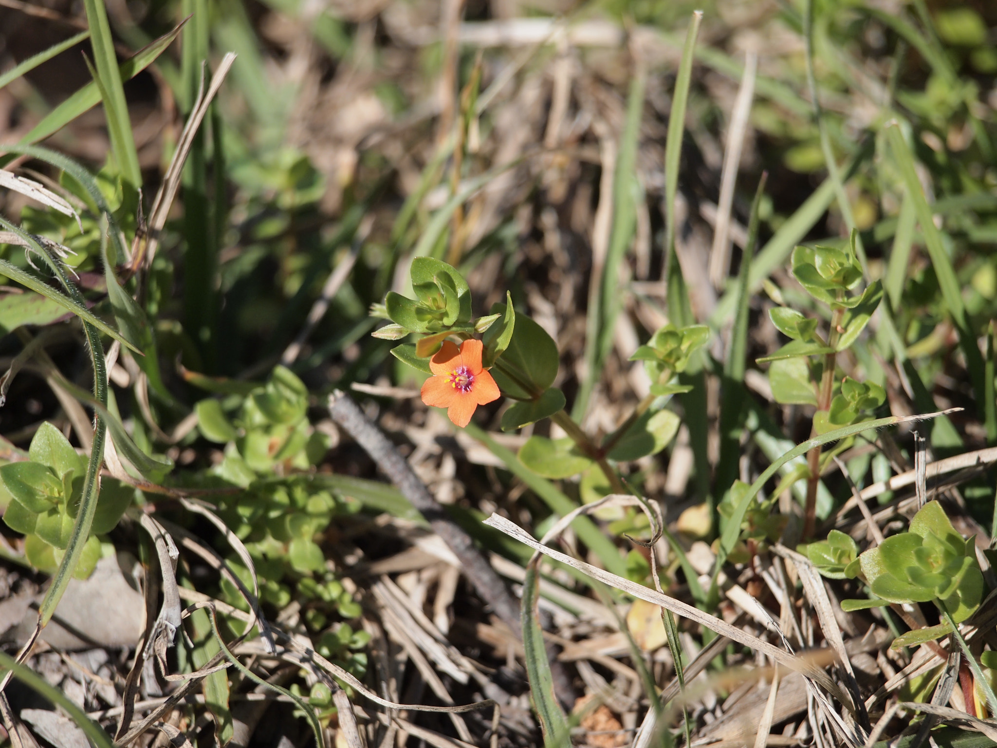 Olympus Zuiko Digital ED 40-150mm F4.0-5.6 sample photo. Little flower photography