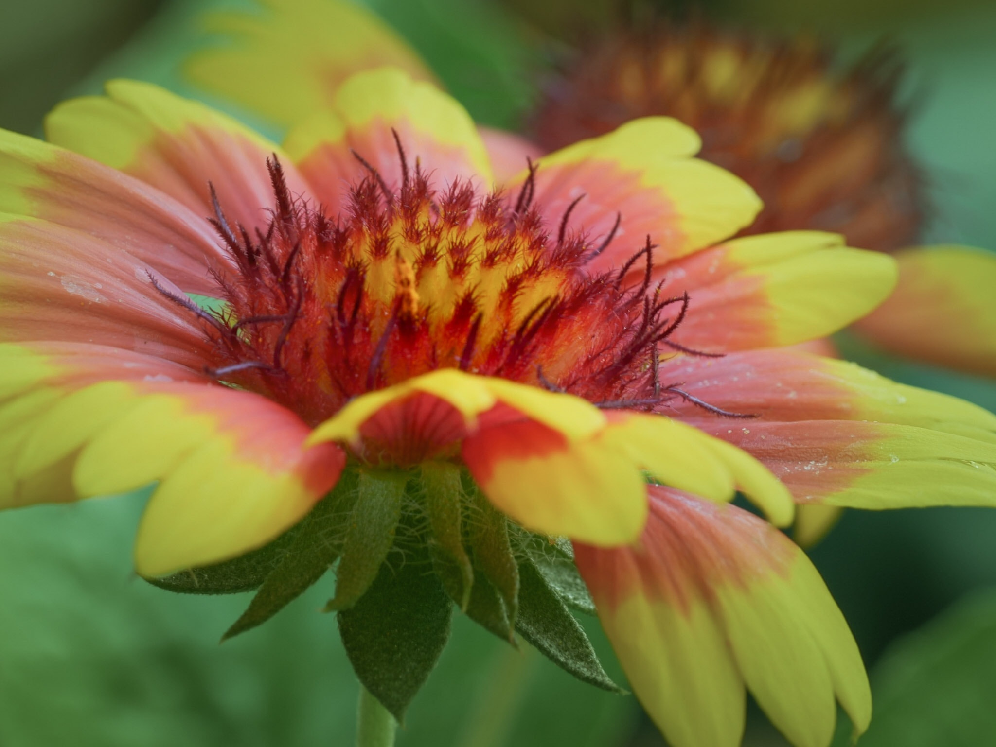 Olympus M.Zuiko Digital ED 60mm F2.8 Macro sample photo. Blanket flower photography