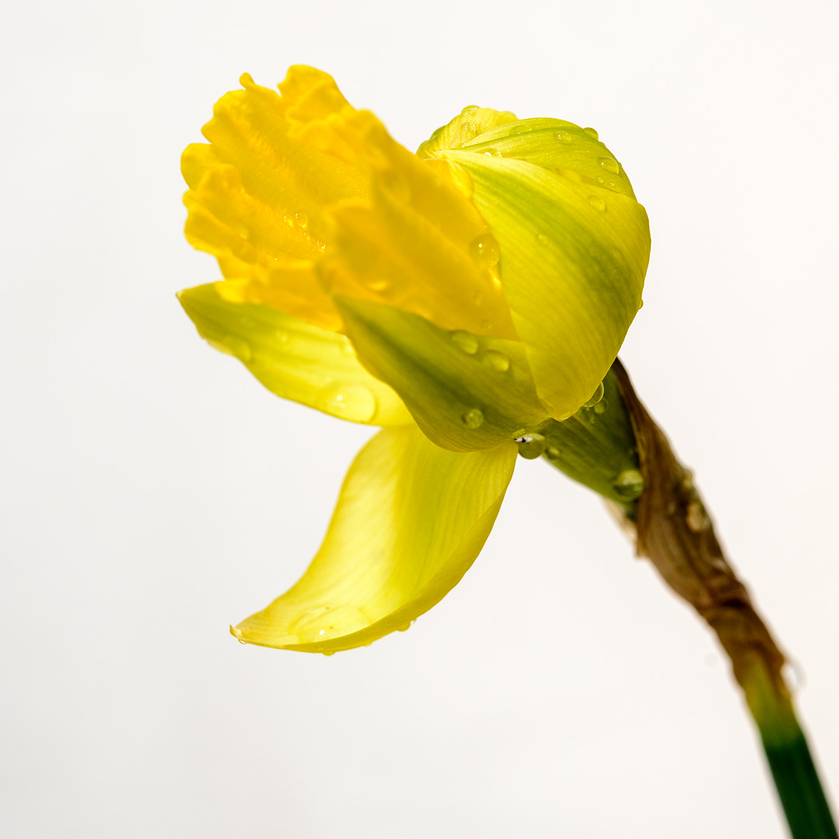 Nikon AF-S Micro-Nikkor 60mm F2.8G ED sample photo. W photography