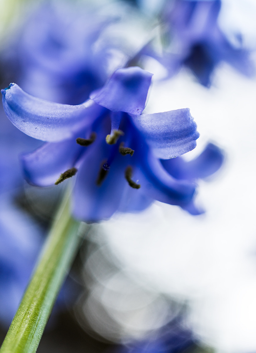 Sony a7R II + Sony E 30mm F3.5 Macro sample photo. W photography