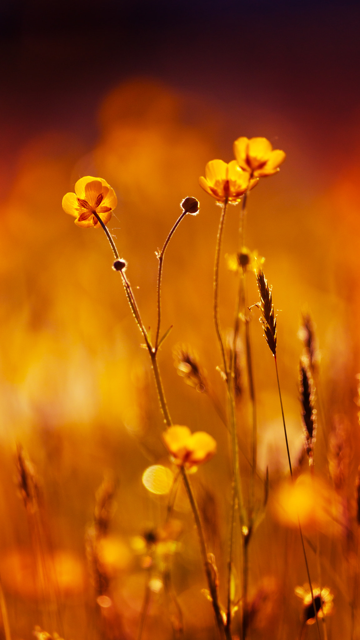 Sony 70-400mm F4-5.6 G SSM II sample photo. Golden light ii photography