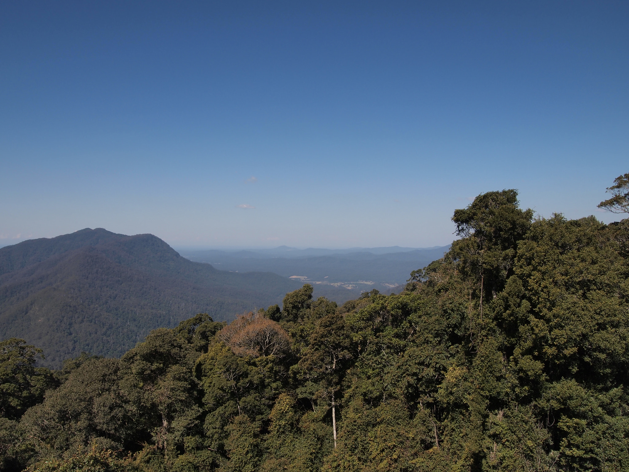 Olympus M.Zuiko Digital 14-42mm F3.5-5.6 II R sample photo. Dorrigo national park photography