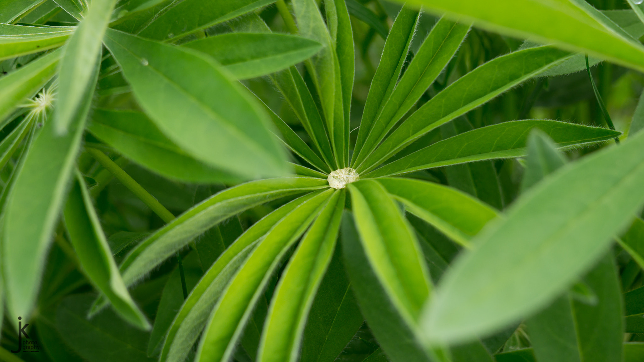 Sony Alpha NEX-5R + Sigma 30mm F2.8 EX DN sample photo. Morning dew photography