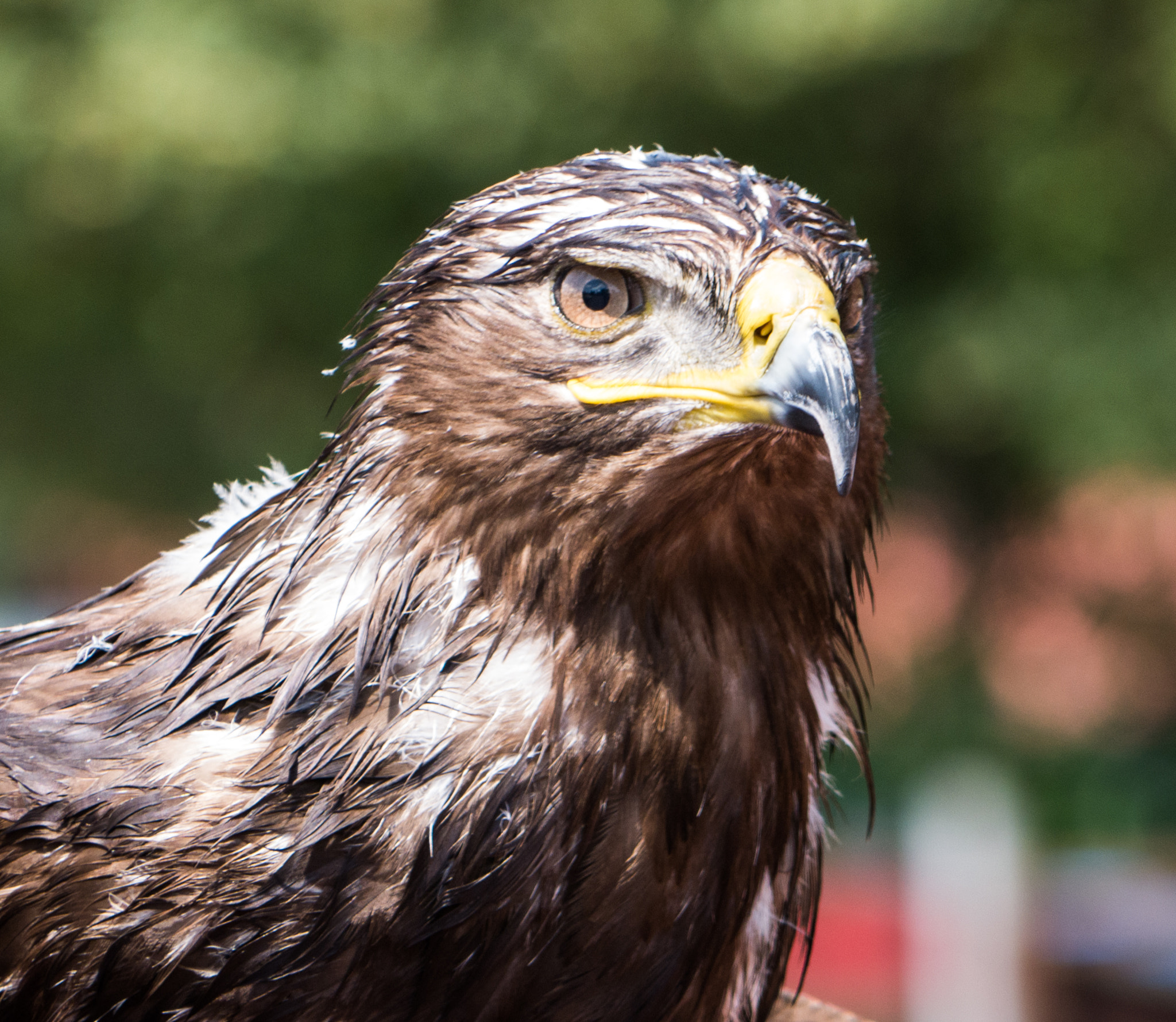 Panasonic Lumix G Vario 45-200mm F4-5.6 OIS sample photo. Adler i photography