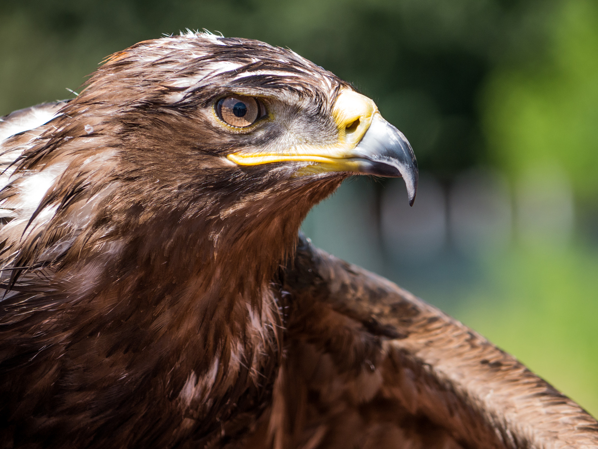 Panasonic Lumix G Vario 45-200mm F4-5.6 OIS sample photo. Adler ii photography