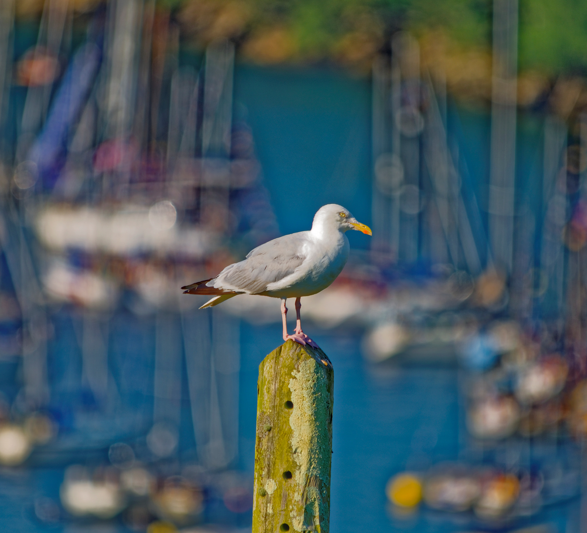 Sigma 150-500mm F5-6.3 DG OS HSM sample photo. Herring gull perched photography