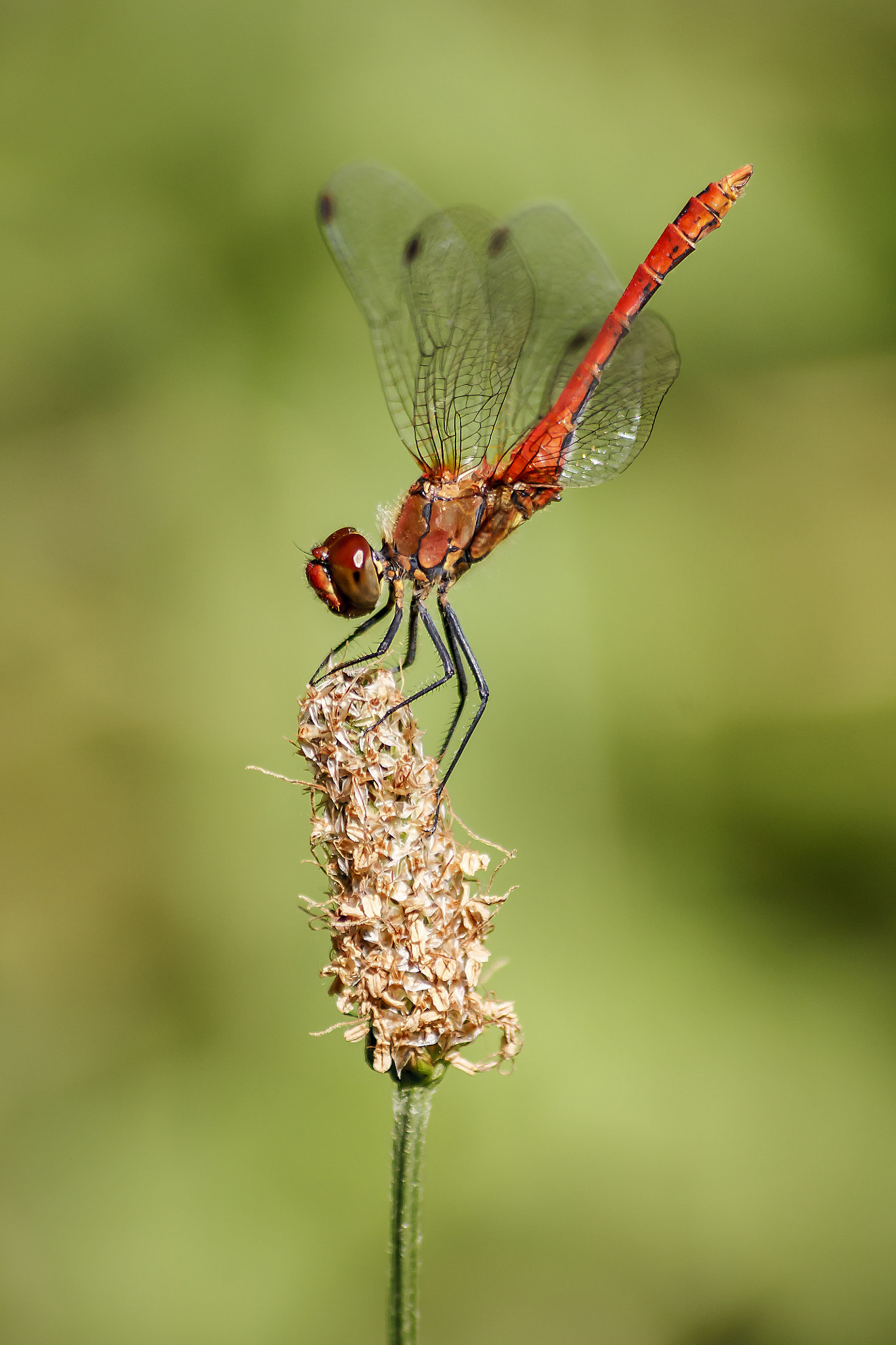 Canon EOS 450D (EOS Rebel XSi / EOS Kiss X2) sample photo. Vagrant darter - sympetrum vulgatum photography